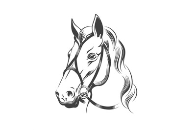 Stallion in bridle sketch