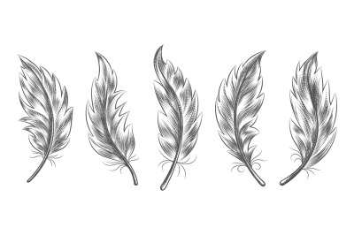 Feather sketch icons