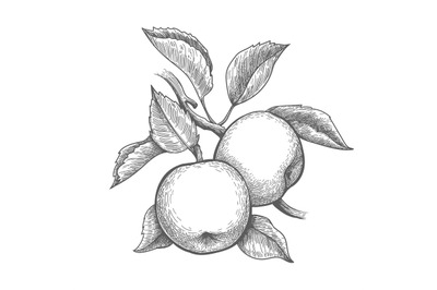 Apples branch engraving