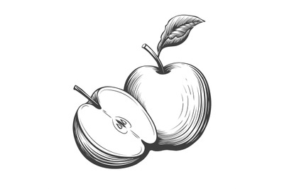 Vintage engraving apple