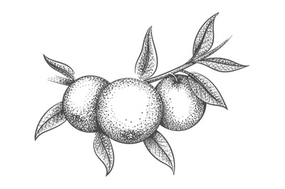 Engraving orange branch