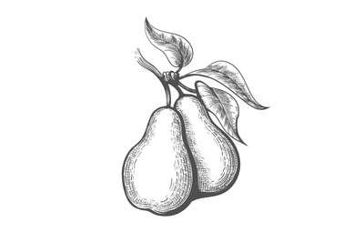 Pear engraving illustration