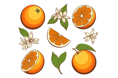 Cartoon blossoming oranges