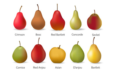Pears varieties illustration