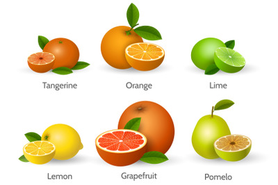 Citrus types illustration