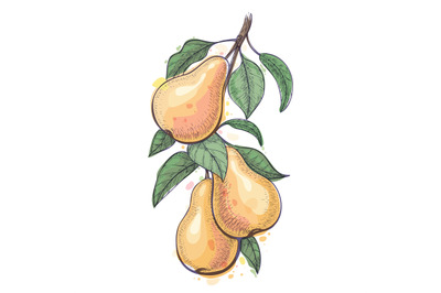 Handdrawn pear branch