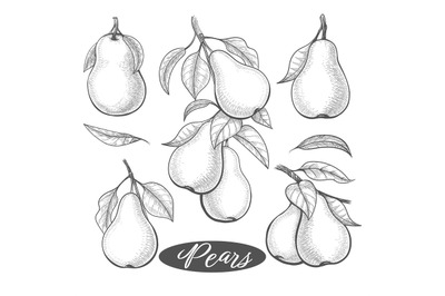 Pears vintage sketch