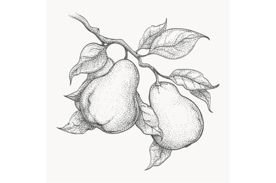 Pears on branch engraving