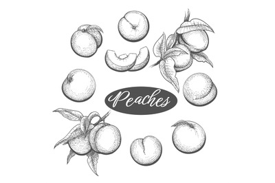 Peaches engraving illustration