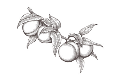 Engraved peach branch