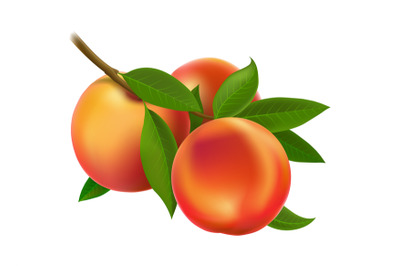 Botanical peach branch