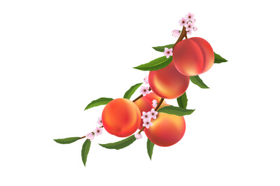 Peaches blooming branch