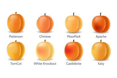 Realistic apricot varieties
