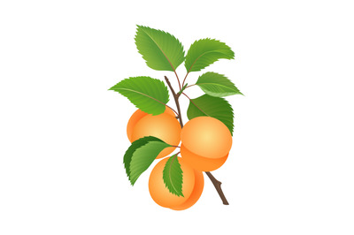 Colour apricots on branch