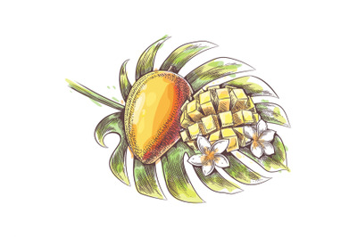 Mango fruit and flowers