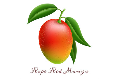 Realistic ripe red mango branch