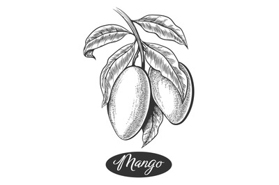 Mangoes on branch retro engraving