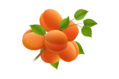 Apricots bunch branch