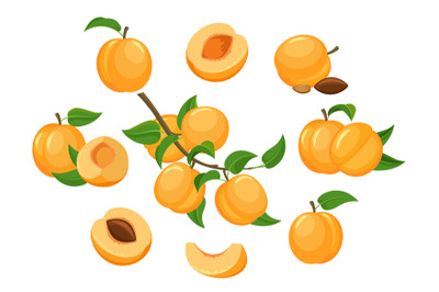 Cartoon apricots isolated