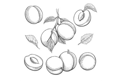 Apricots retro sketch