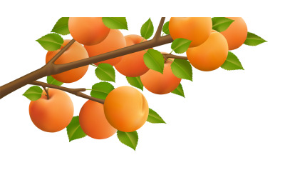 Apricot fruits branch