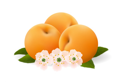Apricot fruits and flowers