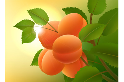 Apricots fruits branch sun