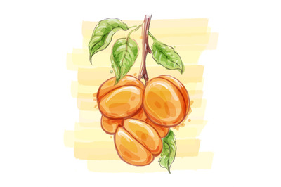 Apricots watercolor sketch