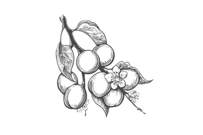 Apricot branch engraving