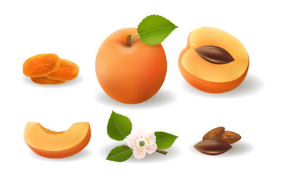 Apricot fruits flower and kernels