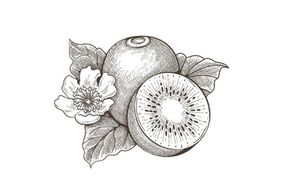 Kiwi with leaves engraving