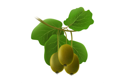 Kiwifruits branch isolated