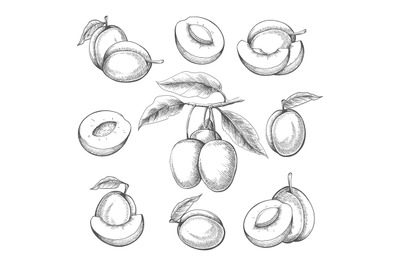 Plum fruits engraved