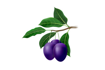 Realistic plum tree branch