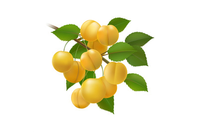 Yellow plums bunch