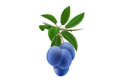 Realistic blue plums
