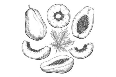 Papaya botanic sketch