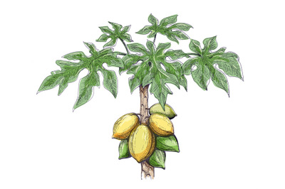 Papaya tree color sketch