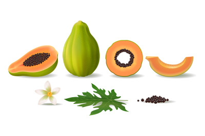 Realistic green papaya fruit