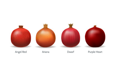 Pomegranate varieties illustration