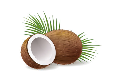 Realistic coconuts icon