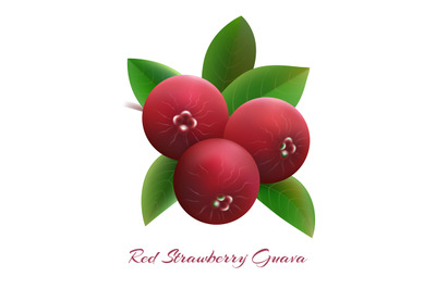 Red strawberry guava