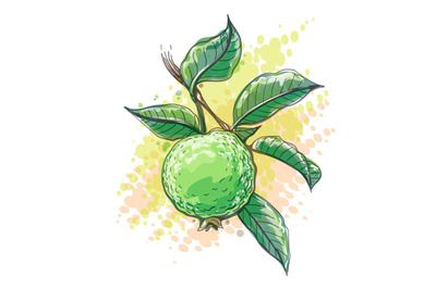 Guava watercolor sketch