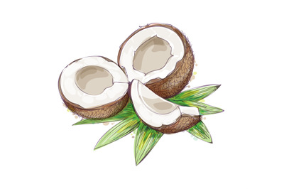 Coconuts watercolor sketch