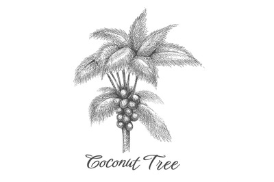 Coconut palm tree sketch