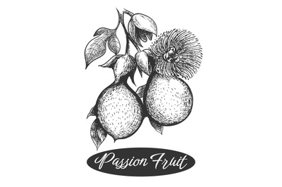 Passion fruits sketch