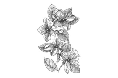 Blossoming feijoa sketch