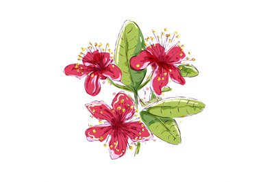 Watercolor feijoa flowers