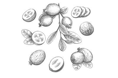 Sketchy feijoa sellowiana