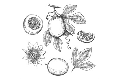 Hand drawn passion fruit
